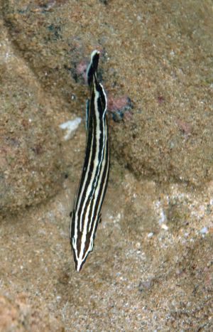 Yellowstripe or Blackstripe Coris, Female